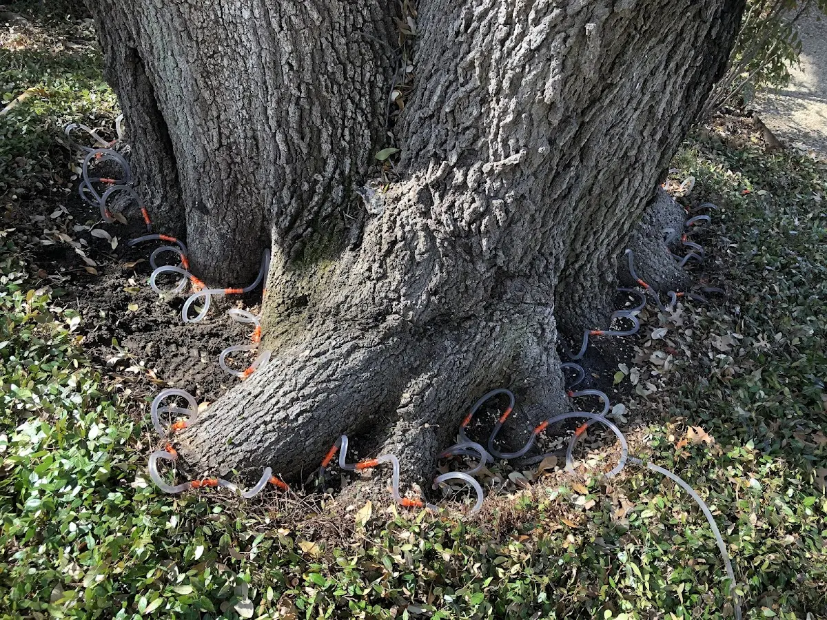 Detailed Tree Cabling and Bracing job site in Waukesha