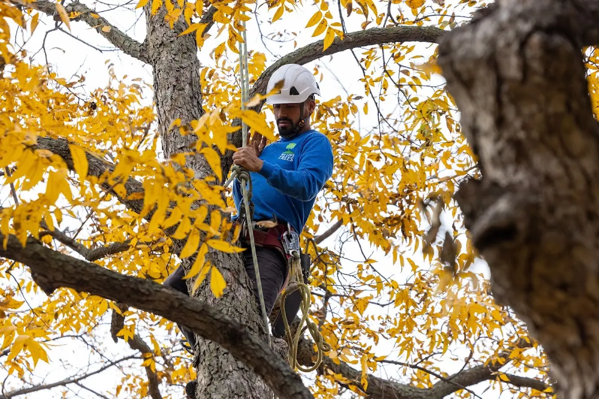 Skilled Tree Planing crew working in Waukesha
