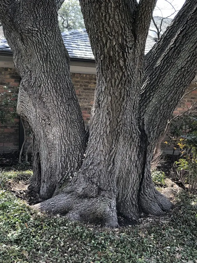 Mature heritage tree close to a Waukesha property cared for by certified arborists